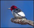_7SB3963 red-headed woodpecker